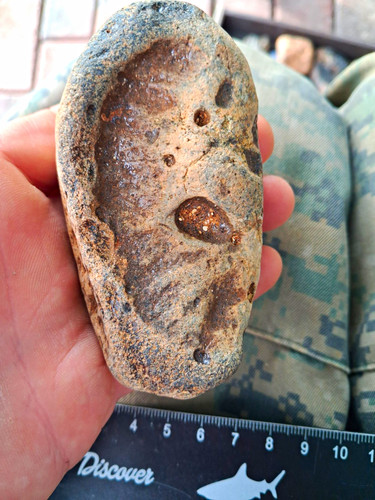 Rare british fossil whale - rare,