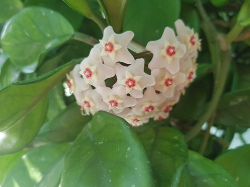 Hoya carnosa wax plant - 1, "