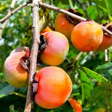 American Persimmon Tree Seeds
