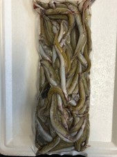 Sand eels 1kg packet - sand,