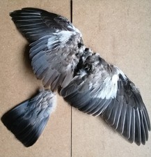 Pair of juvenile Wood pigeon