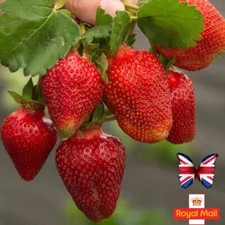 STRAWBERRY 20 SEEDS GIANT