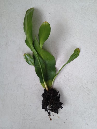 Epiphyllum orchid queen - epiphyllum, of