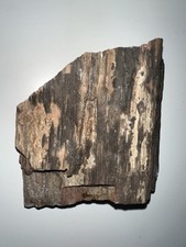 Gorgeous Madagascan Petrified