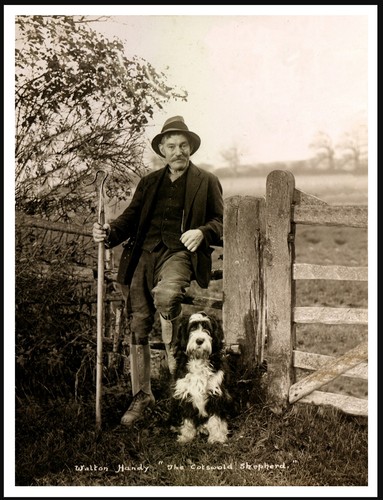 Bearded collie and shepherd - bearded,