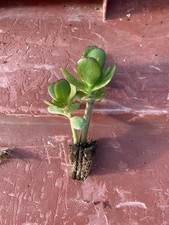 Small 10cm Tall Jade Plant /
