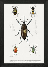 Different Types Of Weevils
