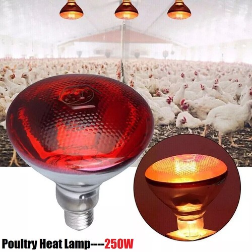 250w infra red heat - infra, bulb