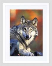ANIMAL WOLF LUPINE DOG WILD COOL HOWL BLACK FRAMED ART PRINT PICTURE B12X4745