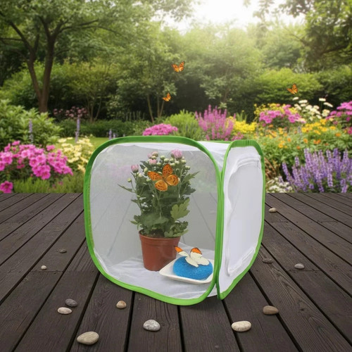 Butterfly insect habitat cage - insect,