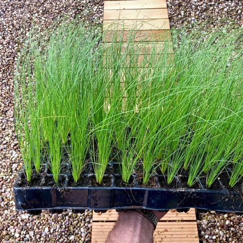 Feather grass plug plants - feather, /