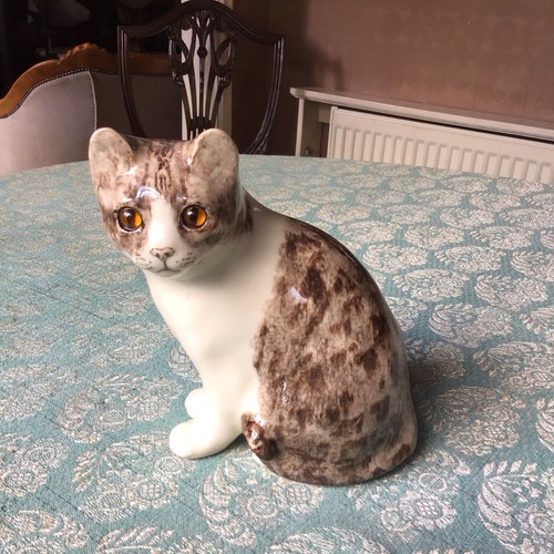 Winstanley tabby white - winstanley, sitting