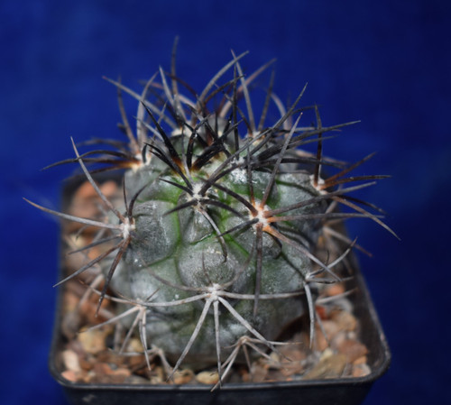 Uniqe black copiapoa - uniqe,