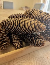 10 NORWAY SPRUCE LARGE Fir