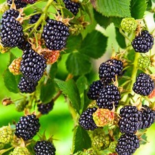 Blackberry Merton Thornless