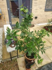citrus Lime Tree