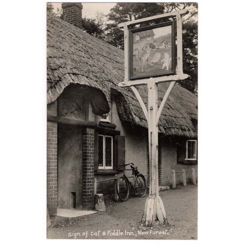 New forest cat - forest, and