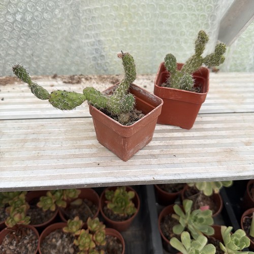 Cacti opuntia plants - opuntia,