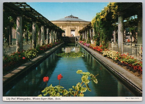 Postcard lily pool winter - lily,
