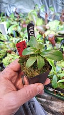 Nepenthes Ulukaliana
