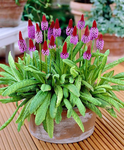 Potted litre primula vialii - potted,
