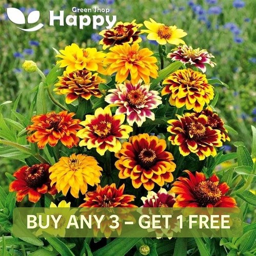 Old mexico dwarf zinnia - old,