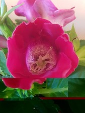 RED SINNINGIA /GLOXINIA "