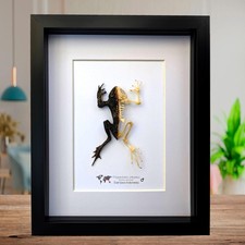 Framed Half Skeleton Frog