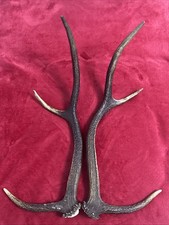 PAIR OF RED DEER ANTLERS 582g