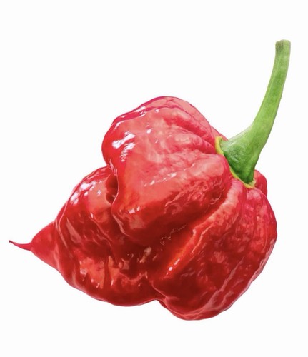X10 trinidad scorpion - scorpion, red