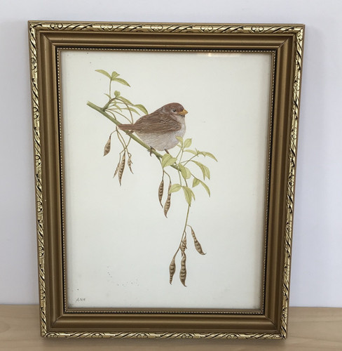 House sparrow original - house,