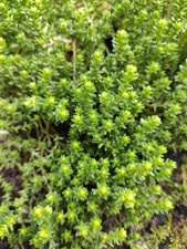 Sedum acre bare root plants 9