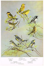 Warbler Cape May Audubon's Myrtle Bird Print Picture Vintage 1959 AB#82