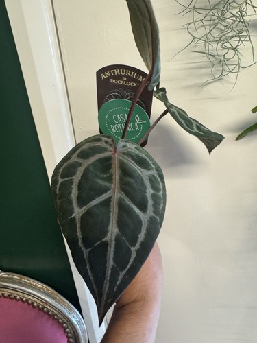 Anthurium docblock michelle - docblock,