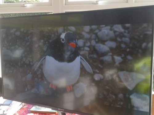 Sony bravia hdr tv - sony, 43"