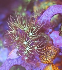 WYSIWYG Mushroom + Green Star