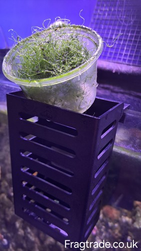 Cheato algae and - cheato,
