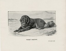 TIBETAN MASTIFF DOG LITTLE ANTIQUE 1895 DOG ART PRINT