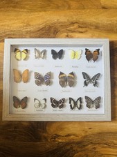 Rare Vintage Framed Butterfly