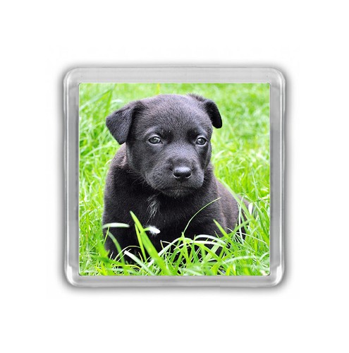 Dog fridge magnets - fridge,