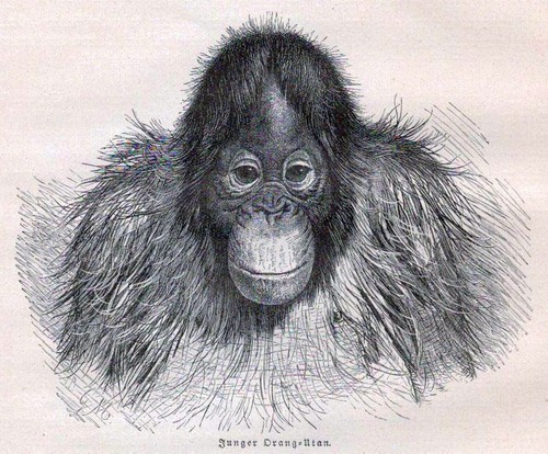 Junger orang utan - junger, orang-utan