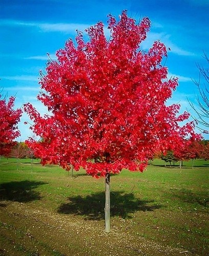 Live red maple tree - red,