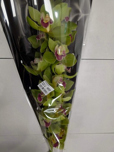 Farm fresh orchid cymbidium - farm,