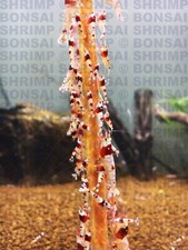 10 Large Veg Mix Shrimp