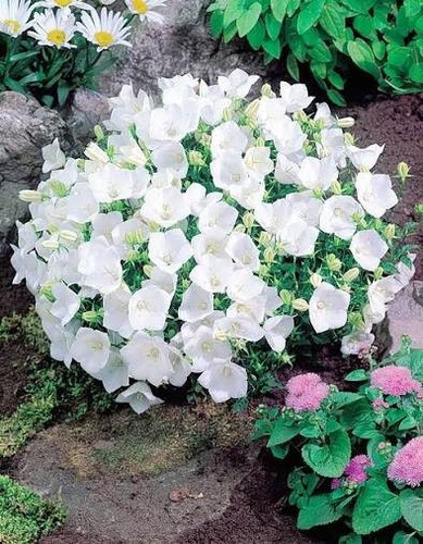 Campanula carpatica white - carpatica,