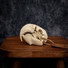 Replica Macaw Parrot Skull