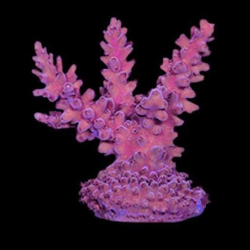 Aquacultured marshall island - marshall,