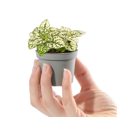 Baby polka dot plant - dot,