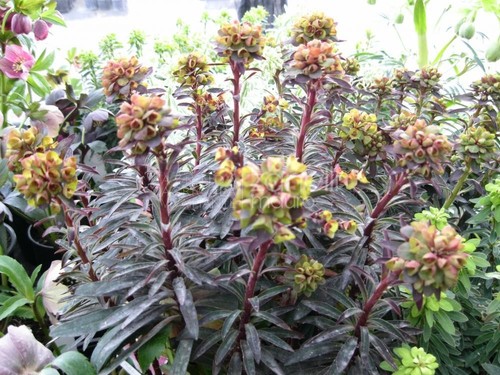 Euphorbia amy purpurea - amy., ‘purpurea’