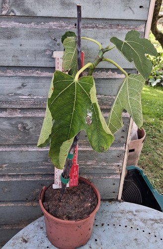 Ficus carica brown - ficus,